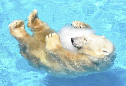 氷抱っこシロクマ.jpg