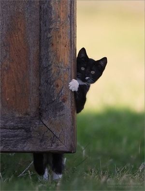 猫は見た2.jpg
