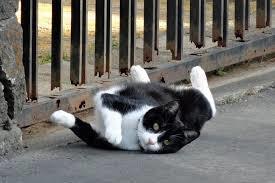 ずっこけ猫.jpg