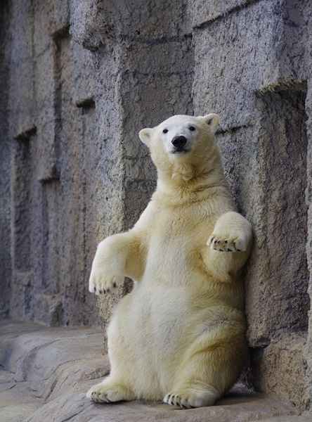シロクマお座り.jpg