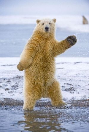 シロクマポーズ.jpg