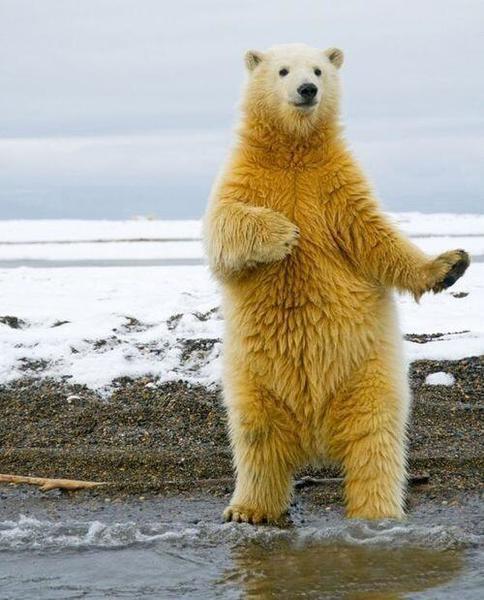 シロクマポーズ2.jpg