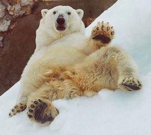シロクマ助けて.jpg