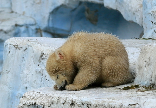 シロクマ土下座.jpg