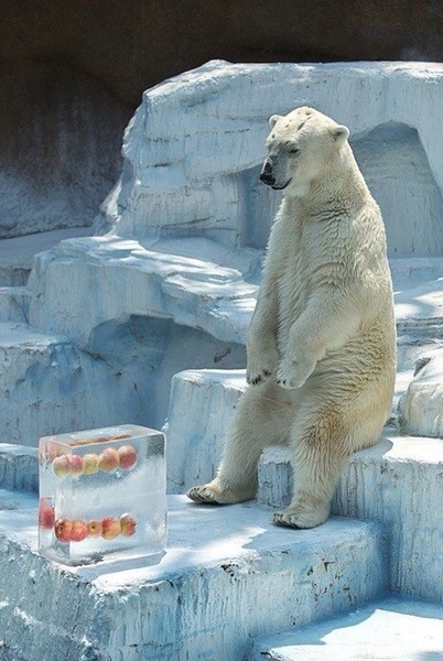 シロクマ待て.jpg