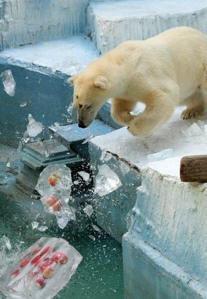 シロクマ怒り.jpg