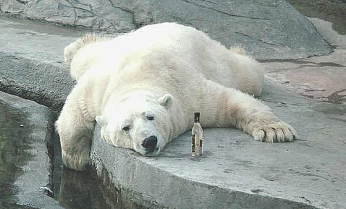 シロクマ飲んだくれ.jpg