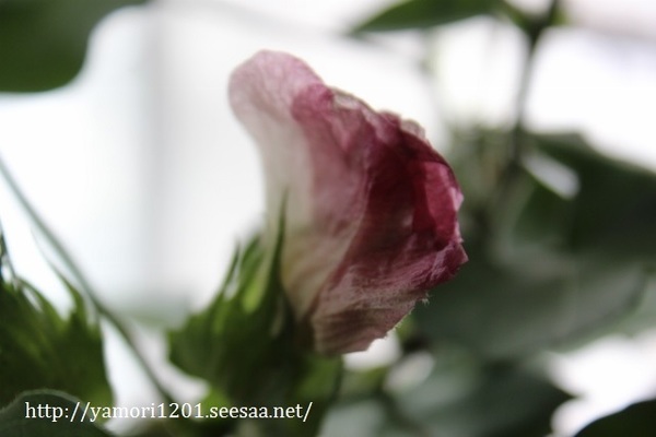 IMG_0086 (640x427).jpg