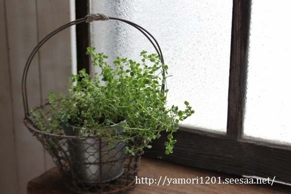 IMG_4667 (640x427).jpg