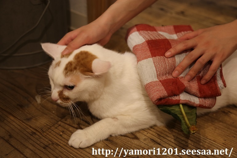 びわの葉手当 古物屋 ミ エスティーロ