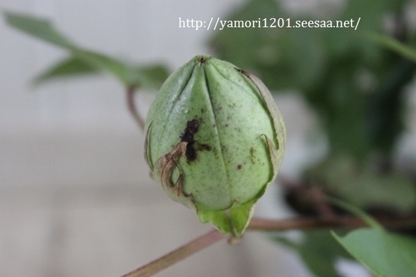 IMG_9255 (640x427).jpg